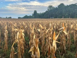 Pengembangan Jagung Nasional Dipercepat, Peluang Petani Jambi Dukung Target 18 Juta Ton 2026