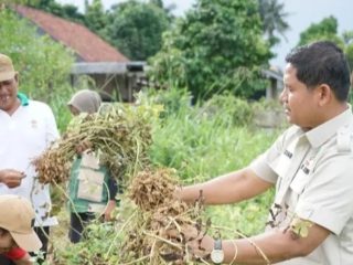 Wakil Ketua DPRD Kota Jambi Muhammad Yasir Tinjau Panen Raya Cabai dan Kacang Tanah, Dorong Penguatan Ketahanan Pangan Daerah